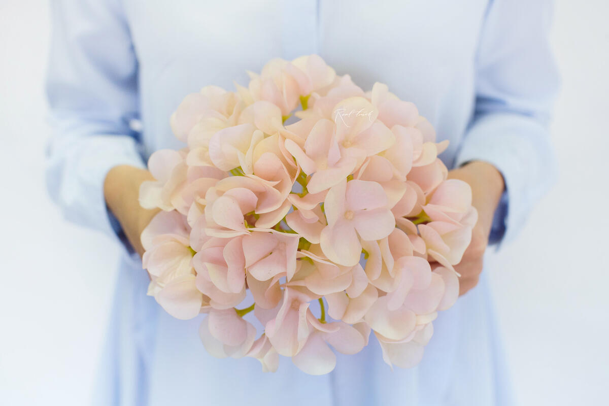 Hydrangea Flower (without stem) blush